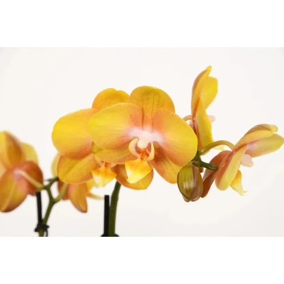 Schmetterlingsorchidee 2-Trieber "Gold Las Vegas" Im Beton-Gefäß Topf-Ø Ca. 12cm 4 Schmetterlingsorchidee 2-Trieber "Gold Las Vegas" Im Beton-Gefäß Topf-Ø Ca. 12cm – Bild 2