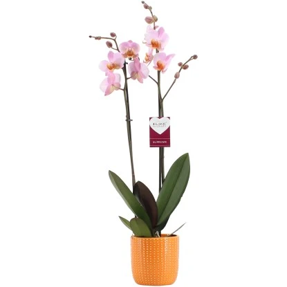 Schmetterlingsorchidee "Cheng Du" 2-Trieber Rosa-Orange Im Orangen Keramik-Gefäß 3 Schmetterlingsorchidee "Cheng Du" 2-Trieber Rosa-Orange Im Orangen Keramik-Gefäß