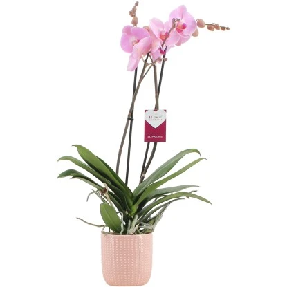 Schmetterlingsorchidee "Sacramento" 2-Trieber Rosa Im Rosafarbenen Keramik-Gefäß 3 Schmetterlingsorchidee "Sacramento" 2-Trieber Rosa Im Rosafarbenen Keramik-Gefäß