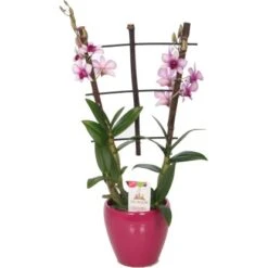 Bambus-Orchidee "Sa-Nook" 2-Trieber Rosa Im Keramik-Gefäß Topf-Ø Ca. 12 Cm