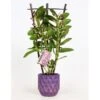 Bambus-Orchidee 2-Trieber Violett Im Keramik-Gefäß Topf-Ø Ca. 12 Cm Dendrobium -Compoten Geschaft 8719194198357 4883