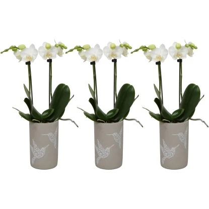 Schmetterlingsorchidee 2-Trieber Weiß Im Keramik-Gefäß Topf-Ø Ca. 9 Cm 3 Schmetterlingsorchidee 2-Trieber Weiß Im Keramik-Gefäß Topf-Ø Ca. 9 Cm
