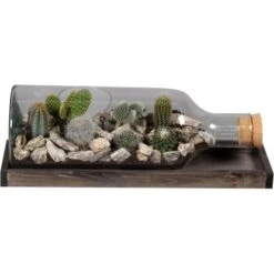 Kaktus-Arrangement In Glasflasche Topf-Länge Ca. 48 Cm