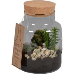 Kaktus-Arrangement Im Glas-Gefäß Topf-Ø Ca. 18 Cm