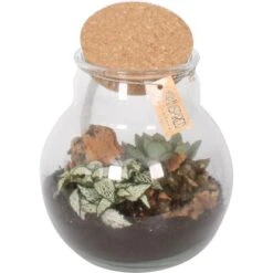 Pflanzen-Arrangement Im Korken-Glas Topf-Ø Ca. 18 Cm 6 Pflanzen-Arrangement Im Korken-Glas Topf-Ø Ca. 18 Cm -Compoten Geschaft 8719194200180 4883 2