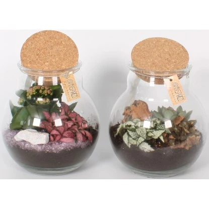 Pflanzen-Arrangement Im Korken-Glas Topf-Ø Ca. 18 Cm 5 Pflanzen-Arrangement Im Korken-Glas Topf-Ø Ca. 18 Cm – Bild 3