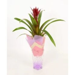 Bromelie In Glasvase Topf-Ø Ca. 6 Cm -Compoten Geschaft 8719194201248 4883 3