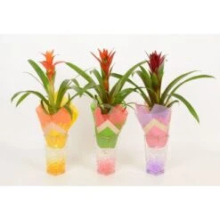 Bromelie In Glasvase Topf-Ø Ca. 6 Cm -Compoten Geschaft 8719194201248 4883 4