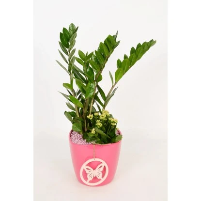 Pflanzen-Arrangement Im Keramik-Gefäß Verschiedene Farben Topf-Ø Ca. 18 Cm 4 Pflanzen-Arrangement Im Keramik-Gefäß Verschiedene Farben Topf-Ø Ca. 18 Cm – Bild 2