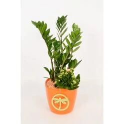 Pflanzen-Arrangement Im Keramik-Gefäß Verschiedene Farben Topf-Ø Ca. 18 Cm 8 Pflanzen-Arrangement Im Keramik-Gefäß Verschiedene Farben Topf-Ø Ca. 18 Cm -Compoten Geschaft 8719194201262 4883 3