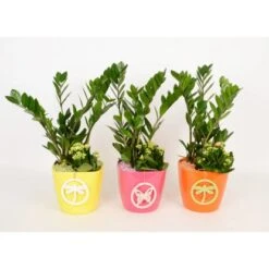 Pflanzen-Arrangement Im Keramik-Gefäß Verschiedene Farben Topf-Ø Ca. 18 Cm 9 Pflanzen-Arrangement Im Keramik-Gefäß Verschiedene Farben Topf-Ø Ca. 18 Cm -Compoten Geschaft 8719194201262 4883 4