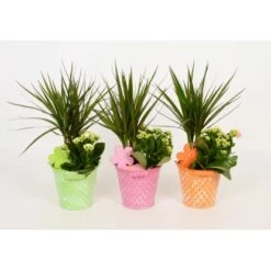 Arrangment In Zinkeimer Verschiedene Farben Topf-Ø Ca. 13 Cm -Compoten Geschaft 8719194201279 4883 4