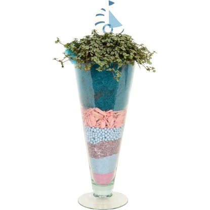 Kanonierblume In Glasvase Topf-Ø Ca. 11 Cm Pilea 3 Kanonierblume In Glasvase Topf-Ø Ca. 11 Cm Pilea