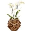 Orchideen-Arrangement Im Holz-Gefäß Topf-Ø Ca. 23 Cm -Compoten Geschaft 8719194201644 4883