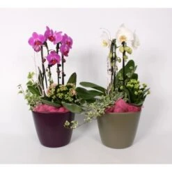 Orchideen-Arrangement Im Keramik-Gefäß Topf-Ø Ca. 20 Cm -Compoten Geschaft 8719194201668 4883 3