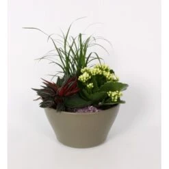 Pflanzen-Arrangement Im Keramik-Gefäß Topf-Ø Ca. 16 Cm -Compoten Geschaft 8719194201675 4883 2