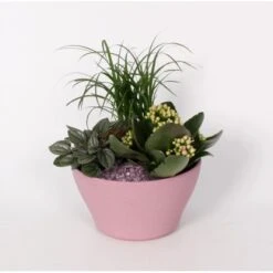 Pflanzen-Arrangement Im Keramik-Gefäß Topf-Ø Ca. 16 Cm -Compoten Geschaft 8719194201675 4883 3