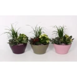 Pflanzen-Arrangement Im Keramik-Gefäß Topf-Ø Ca. 16 Cm -Compoten Geschaft 8719194201675 4883 4