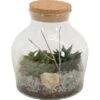 Sukkulenten-Arrangement In Glasflasche Topf-Länge Ca. 19 Cm -Compoten Geschaft 8719194230811 4883
