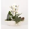 Orchideen-Arrangement Im Ovalen Keramik-Gefäß Topf-Ø Ca. 40 Cm -Compoten Geschaft 8719194230903 4883
