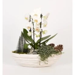 Orchideen-Arrangement Im Ovalen Keramik-Gefäß Topf-Ø Ca. 40 Cm