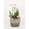 Orchideen-Arrangement Im Modernen Keramik-Gefäß Topf-Ø Ca. 24 Cm -Compoten Geschaft 8719194230910 4883
