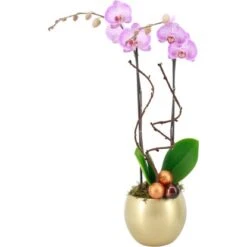 Orchideen-Arrangement In Kugelkeramik Topf-Ø Ca. 15 Cm
