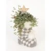 Winterarrangement Mit Kanonierblume Topf-Ø Ca. 14 Cm -Compoten Geschaft 8719194230965 4883