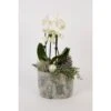 Orchideen-Arrangement Im Modernen Keramik-GefäßTopf-Ø Ca. 23 Cm 2 Orchideen-Arrangement Im Modernen Keramik-GefäßTopf-Ø Ca. 23 Cm -Compoten Geschaft 8719194230972 4883