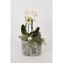 Orchideen-Arrangement Im Modernen Keramik-GefäßTopf-Ø Ca. 23 Cm