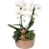 Orchideen-Arrangement Im Keramik-GefäßTopf-Ø Ca. 21 Cm 2 Orchideen-Arrangement Im Keramik-GefäßTopf-Ø Ca. 21 Cm -Compoten Geschaft 8719194230989 4883 1
