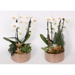 Orchideen-Arrangement Im Keramik-GefäßTopf-Ø Ca. 21 Cm -Compoten Geschaft 8719194230989 4883 3