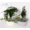 Winterliches Grünpflanzen-Arrangement Topf-Ø 18 Cm 1 Winterliches Grünpflanzen-Arrangement Topf-Ø 18 Cm -Compoten Geschaft 8719194231030 4883