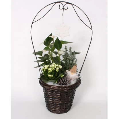 Winterliches Pflanzen-Arrangement Im Henkelkorb Topf-Ø 28 Cm 3 Winterliches Pflanzen-Arrangement Im Henkelkorb Topf-Ø 28 Cm