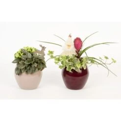 Winterliches Pflanzen-Arrangement Im Keramik-Gefäß Topf-Ø Ca. 12 Cm -Compoten Geschaft 8719194231078 4883 3