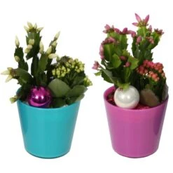 Buntes Winter-Arrangement Mit Weihnachtskaktus Im Glas-Gefäß Topf-Ø Ca. 13 Cm 7 Buntes Winter-Arrangement Mit Weihnachtskaktus Im Glas-Gefäß Topf-Ø Ca. 13 Cm -Compoten Geschaft 8719194231085 4883 3