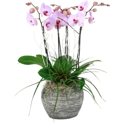 Schmetterlingsorchidee Weiß Oder Rosa Im Stein-Gefäß Topf-Ø Ca. 30 Cm 3 Schmetterlingsorchidee Weiß Oder Rosa Im Stein-Gefäß Topf-Ø Ca. 30 Cm