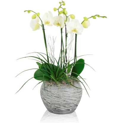 Schmetterlingsorchidee Weiß Oder Rosa Im Stein-Gefäß Topf-Ø Ca. 30 Cm 4 Schmetterlingsorchidee Weiß Oder Rosa Im Stein-Gefäß Topf-Ø Ca. 30 Cm – Bild 2