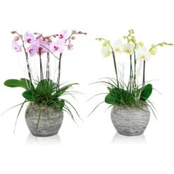 Schmetterlingsorchidee Weiß Oder Rosa Im Stein-Gefäß Topf-Ø Ca. 30 Cm 7 Schmetterlingsorchidee Weiß Oder Rosa Im Stein-Gefäß Topf-Ø Ca. 30 Cm -Compoten Geschaft 8719194231115 4883 3