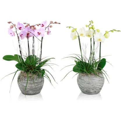 Schmetterlingsorchidee Weiß Oder Rosa Im Stein-Gefäß Topf-Ø Ca. 30 Cm 5 Schmetterlingsorchidee Weiß Oder Rosa Im Stein-Gefäß Topf-Ø Ca. 30 Cm – Bild 3