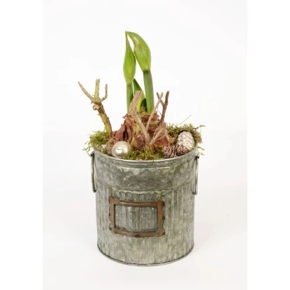 Amaryllis Im Zinkeimer Topf-Ø Ca. 14 Cm 3 Amaryllis Im Zinkeimer Topf-Ø Ca. 14 Cm