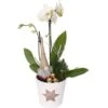 Orchideen-Arrangement Im Keramik-Gefäß Mit Stern-PrintTopf-Ø Ca. 14 Cm -Compoten Geschaft 8719194231276 4883 1
