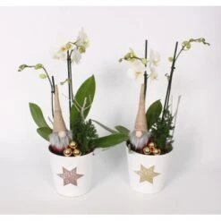 Orchideen-Arrangement Im Keramik-Gefäß Mit Stern-PrintTopf-Ø Ca. 14 Cm 7 Orchideen-Arrangement Im Keramik-Gefäß Mit Stern-PrintTopf-Ø Ca. 14 Cm -Compoten Geschaft 8719194231276 4883 3