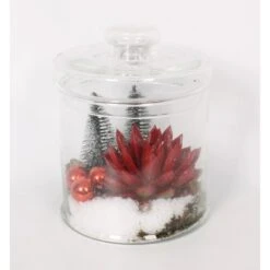 Weihnachtliches Echeverien-Arrangement Im Deckelglas Topf-Ø Ca. 17 Cm