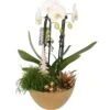 Weihnachtliches Orchideen-Arrangement Im Keramik-GefäßTopf-Ø Ca. 22 Cm -Compoten Geschaft 8719194231337 4883 1