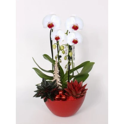 Weihnachtliches Orchideen-Arrangement Im Keramik-GefäßTopf-Ø Ca. 22 Cm 4 Weihnachtliches Orchideen-Arrangement Im Keramik-GefäßTopf-Ø Ca. 22 Cm – Bild 2
