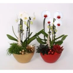 Weihnachtliches Orchideen-Arrangement Im Keramik-GefäßTopf-Ø Ca. 22 Cm 7 Weihnachtliches Orchideen-Arrangement Im Keramik-GefäßTopf-Ø Ca. 22 Cm -Compoten Geschaft 8719194231337 4883 3