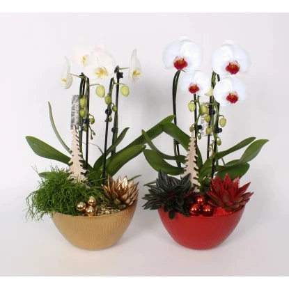Weihnachtliches Orchideen-Arrangement Im Keramik-GefäßTopf-Ø Ca. 22 Cm 5 Weihnachtliches Orchideen-Arrangement Im Keramik-GefäßTopf-Ø Ca. 22 Cm – Bild 3