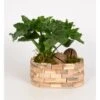 Philodendron-Arrangement Im Holz-Gefäß Topf-Ø Ca. 25 Cm -Compoten Geschaft 8719194234093 4883