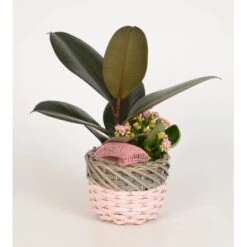 Pflanzen-Arrangement Im Korb-Gefäß Topf-Ø Ca. 16 Cm